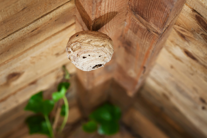 Close-Up auf ein Wespennest im Dach eines Hauses