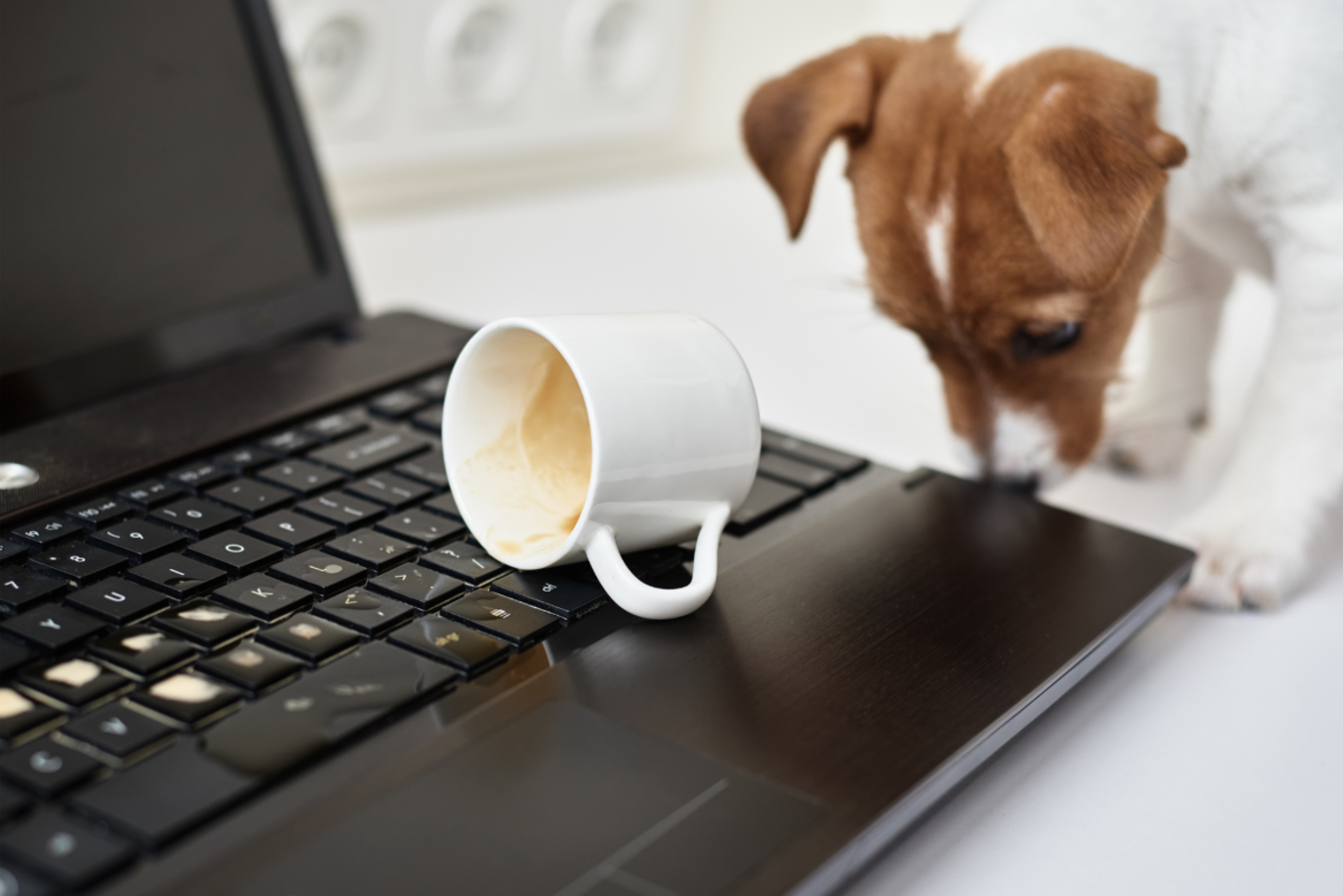 Kleiner Hund schubst Kaffeetasse auf Laptop um und guckt unschuldig