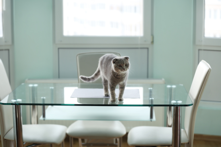 Graue Katze steht auf einem Esstisch aus Glas und guckt unschuldig