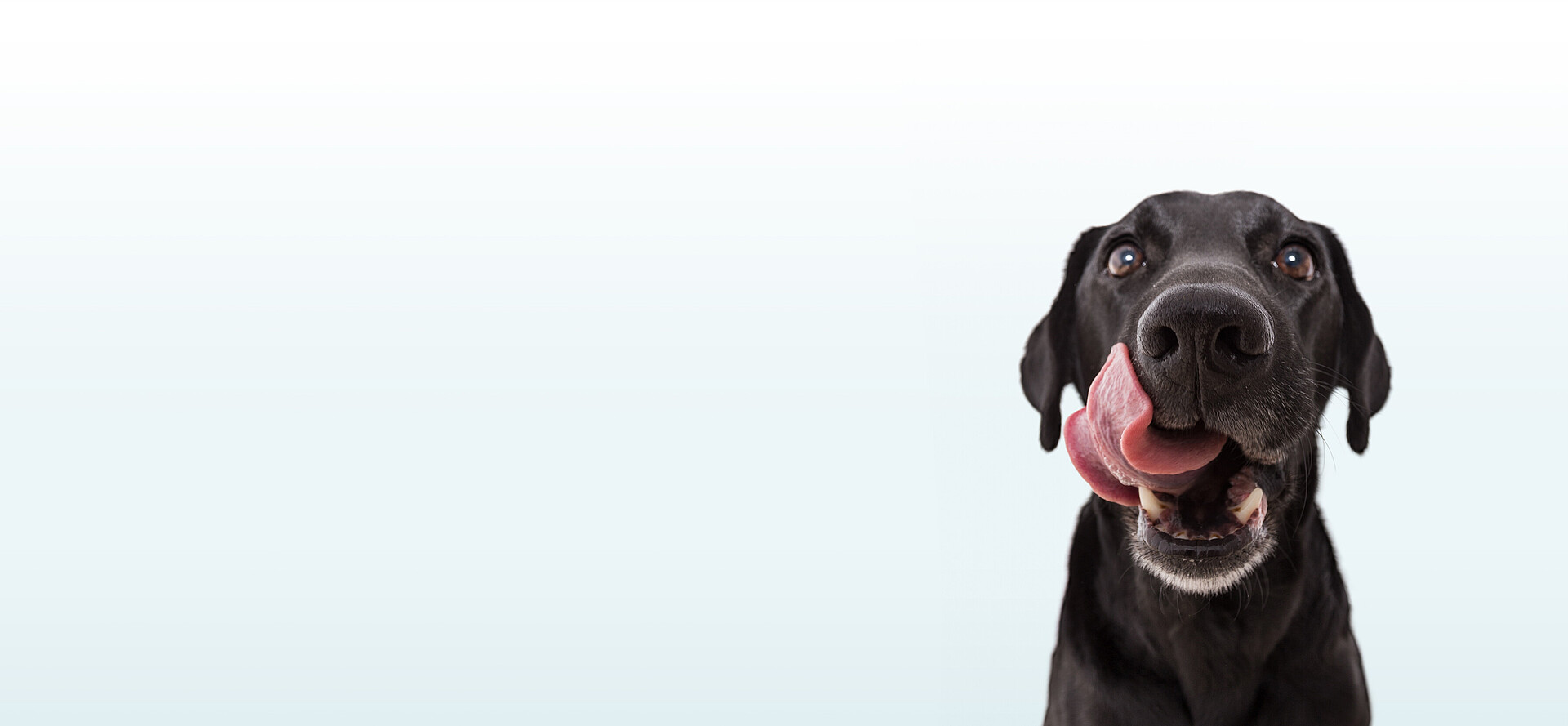 Hungriger Hund mit ausgestreckter Zunge