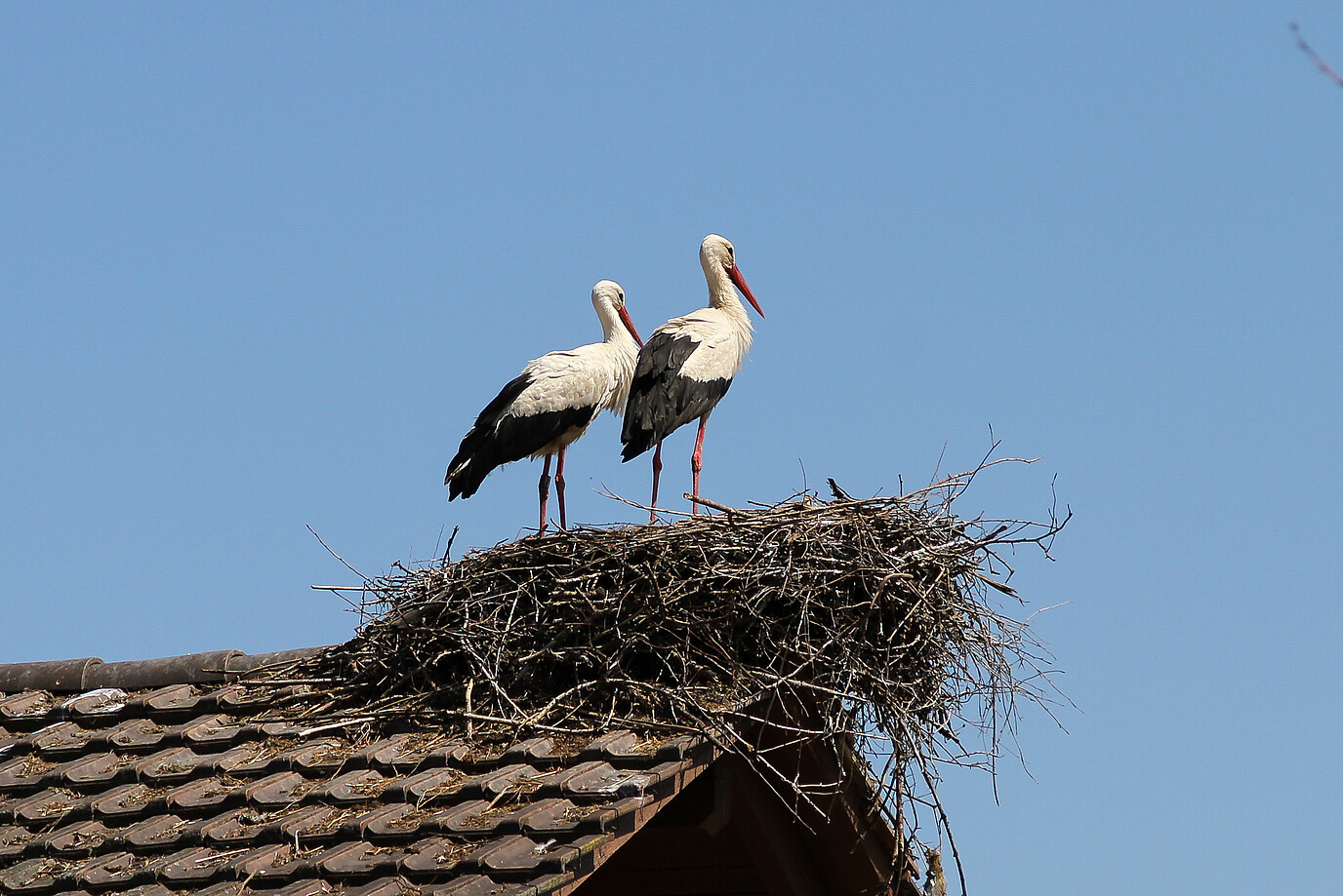 Störche in Petershagen